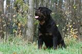 ROTTWEILER 427